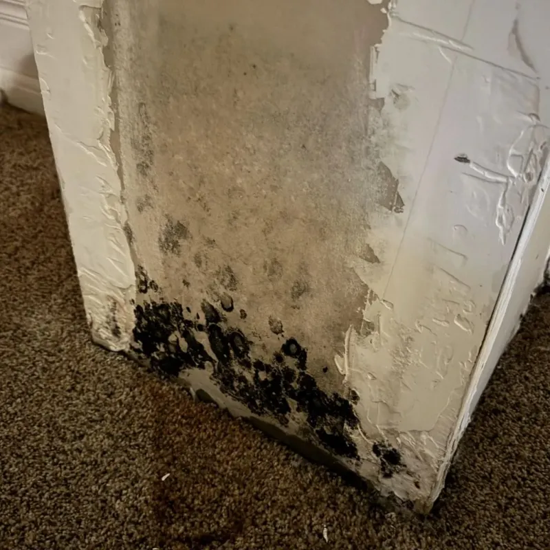 Professional Mold Removal in South Coventry, CT